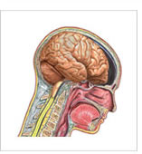 brainimagehomepage